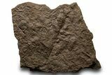 Shale with Dinosaur (Grallator) Footprints - Massachusetts #383426-1